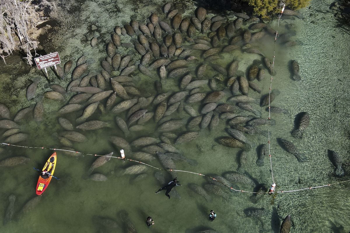 FILE - Snorkelers and kayakers interact with an aggregation of manatees gathered at the entrance to the Three Sisters Springs during a cold morning Sunday, Jan. 30, 2022, in Crystal River, Fla. Rob Hale, a co-owner of the Boston Celtics, is donating $2 million toward protecting the Florida manatees and their habitat following two seasons of record-breaking manatee mortalities in the state. Fox Rock Foundation, a family charity overseen by Hale and his wife, Karen, will give $1 million each to the nonprofits Fish & Wildlife Foundation of Florida and Save the Manatee Club, the groups announced Tuesday, May 17.  (Mike Carlson)