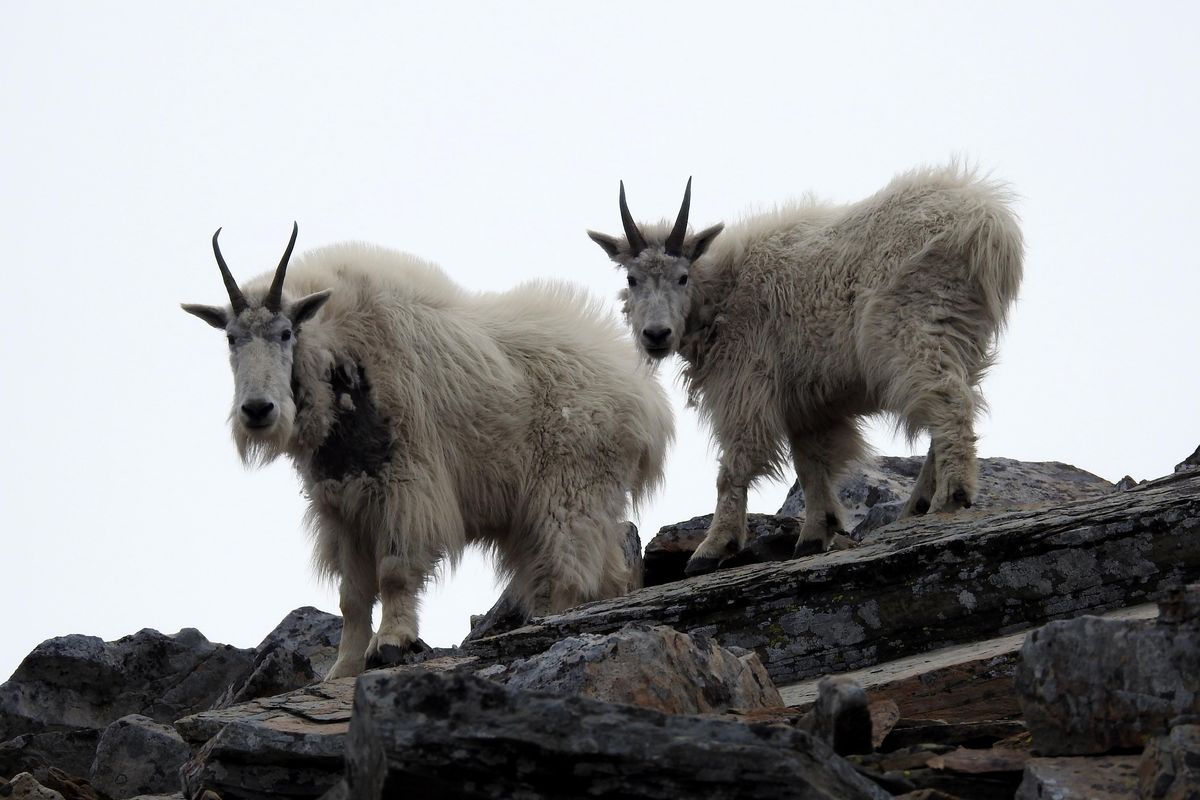 Two mountain goats stand together on Scotchman Peak on June 13. (Sandii Mellen / Courtesy)