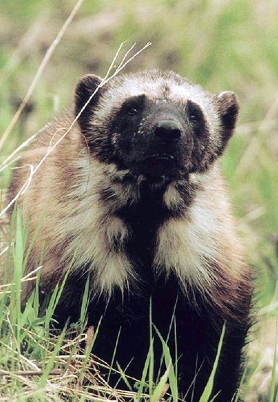 Montana is the only state in the contiguous U.S. that allows the trapping of wolverines. (Associated Press)