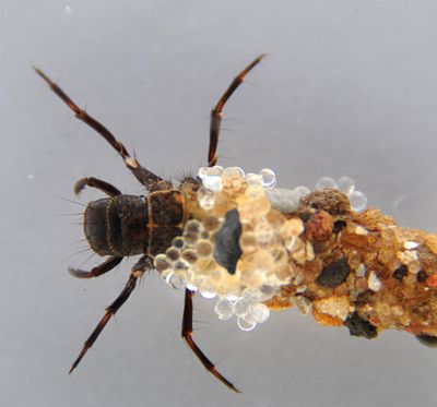 Caddis fly larva spin sticky silk to build an underwater case of sand grains. This photos shows how University of Utah researchers are testing the aquatic insect's adhesive for use in surgical applications to join moist tissue.  (Fred Hayes)