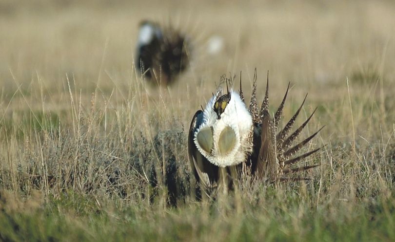 A male sage grouse inflates air sacs in his chest while performing a mating display. (Aubrey Wieber Idaho Falls Post Register)