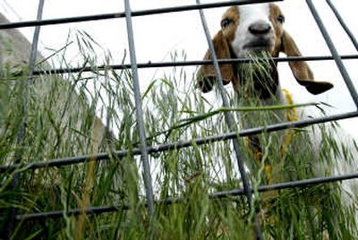 
Don McCandless raises goats to help eradicate weeds around his garden in Cheney.
 (Brian Plonka / The Spokesman-Review)