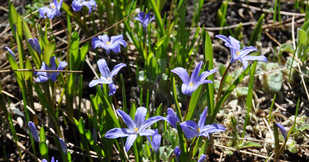 Gardening: Plants are ahead of schedule this spring