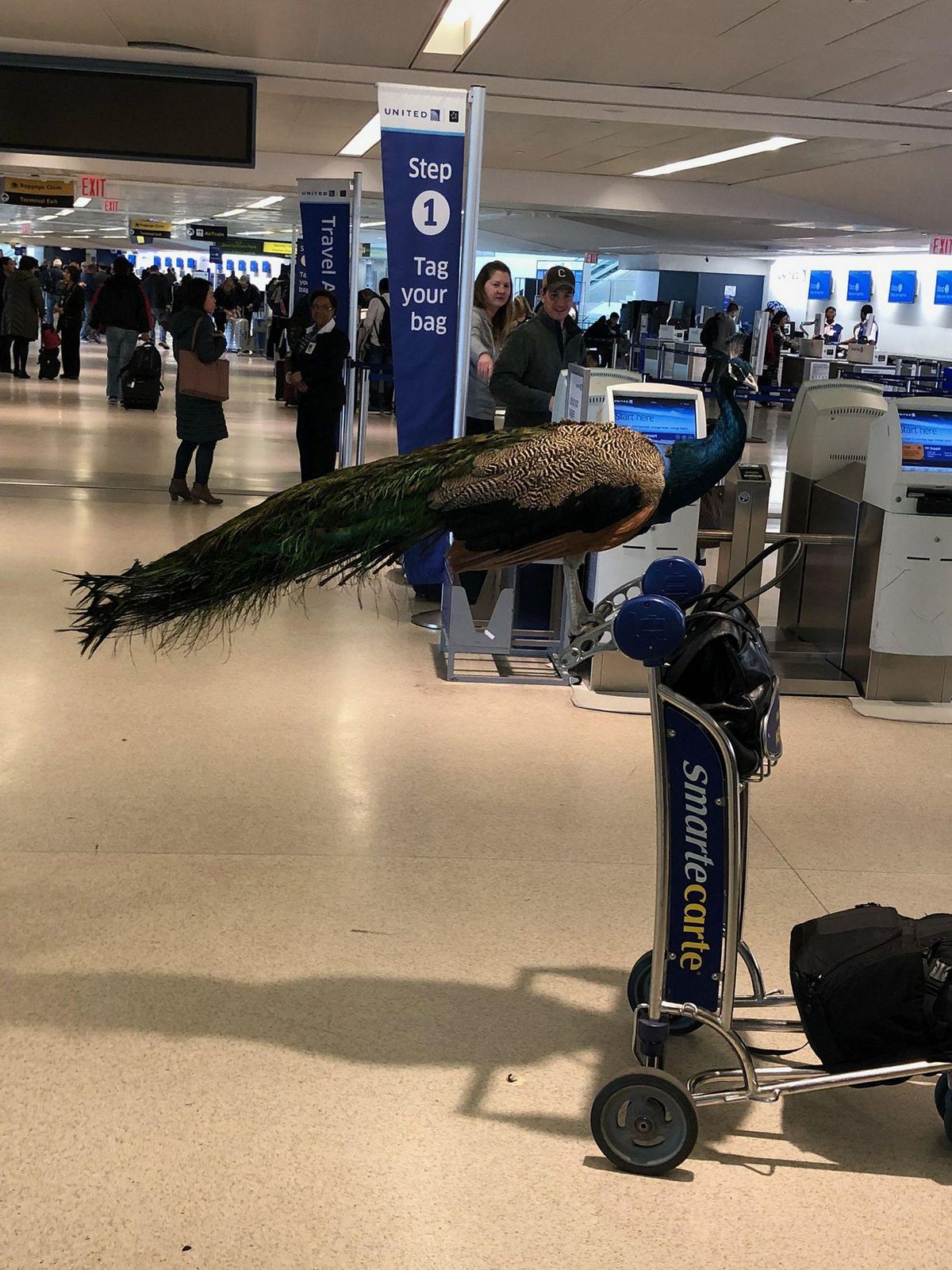 Lynn Stul Kacsmar January 27 · An emotional pet waiting to check in for its flight to LAX. Next we will be accepting NOAH'S ARK — feeling amazed at Newark Liberty International Airport. (From Facebook)