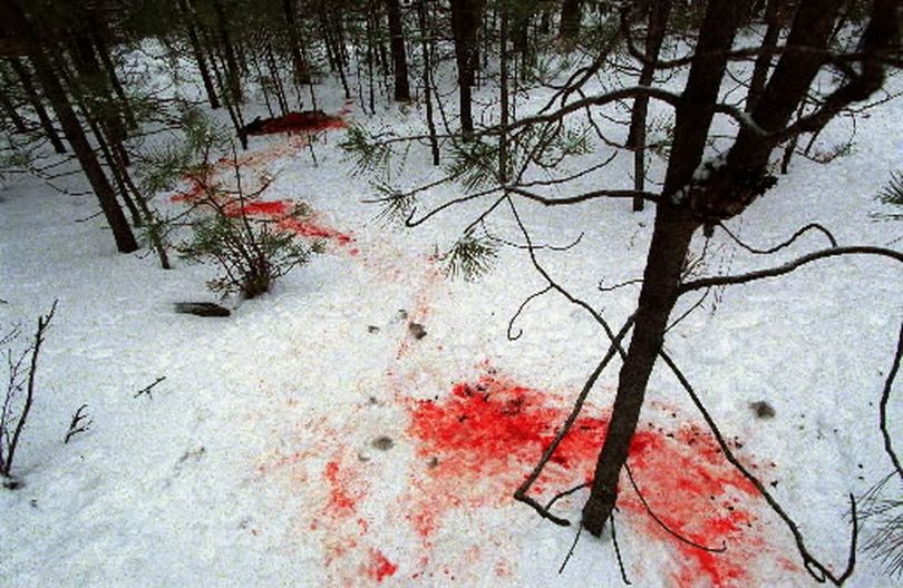 Dogs killing deer is not a new problem in the Inland Northwest. Packs of two or more dogs roaming freely can take advantage of deer in deep snow or crusty snow that makes running difficult for hooved animals. Even house pets can revert to deadly predatory instincts when allowed to roam around deer that struggle to survive during winter. This deer was dragged down in a harrowing few minutes as at least three dogs bit chunks of flesh from its body before it finally succumbed. The 2004 incident prompted a story in The Spokesman-Review following a tip from a resident. (Rich Landers)