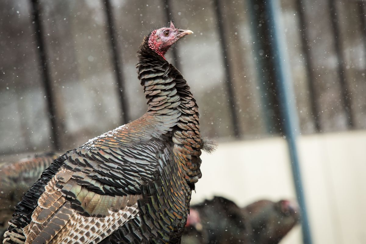 You may have heard of rollin’ on the river, but how about roostin’ on a railing? A rafter of South Hill turkeys rest while snow falls on Sunday, Feb. 14, 2021, just off Grand Boulevard in Spokane. At least 3 inches of snow is expected to accumulate by Monday morning. (Libby Kamrowski/ THE SPOKESMAN-REVIEW)