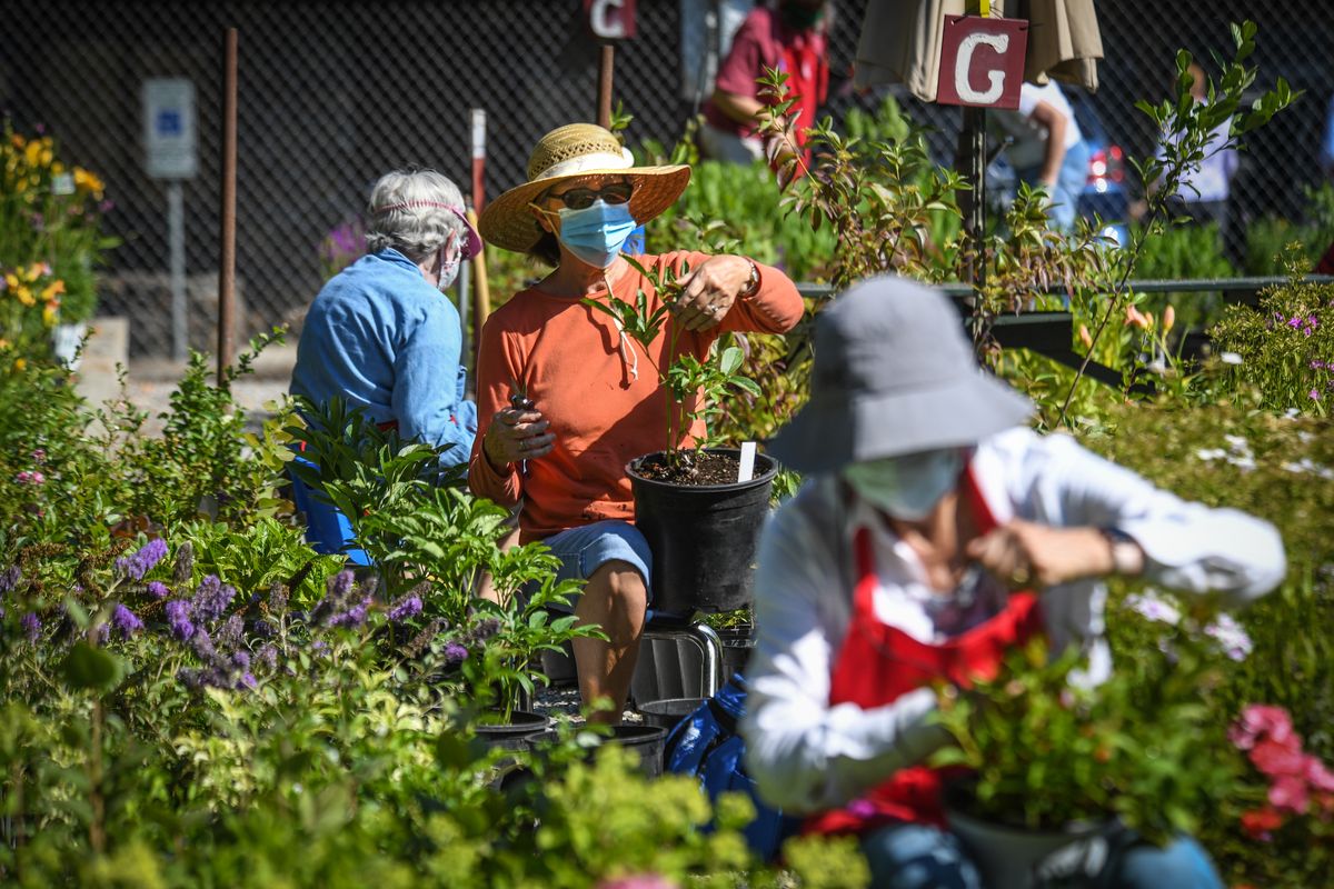 Phyllis Zent, center, along with Sally English, left, and Diane Notske, help prepare 14,000 plants for the Friends of Manito Plant Sale that runs Wednesday through Aug. 9.  (Dan Pelle/The Spokesman-Review)