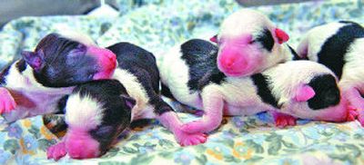 
A well-planned birth can help guarantee a healthy litter.  
 (Associated Press / The Spokesman-Review)