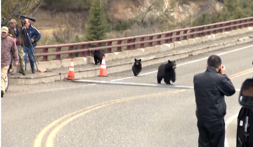 A sow black bear with three cubs tries to find her way out of a traffic jam of tourists in Yellowstone National Park.