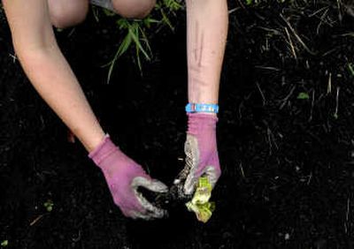 
A Penrith Farms client works the earth while coping with emotional problems. The therapeutic community aids healing for teens and young adults.  
 (Brian Plonka / The Spokesman-Review)