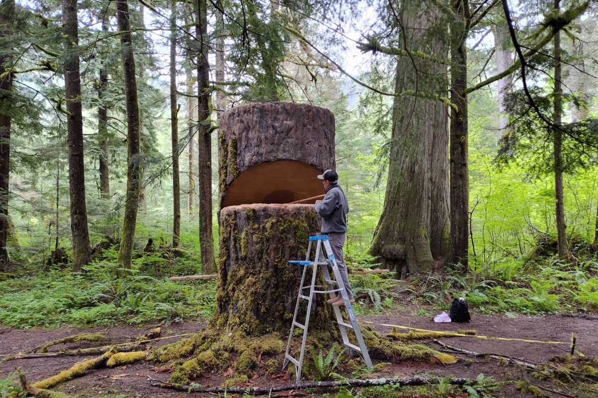 Among real trees, Vincent De Felice’s team works on a crafted stump for “Train Dreams.”  (Courtesy of Vincent De Felice)