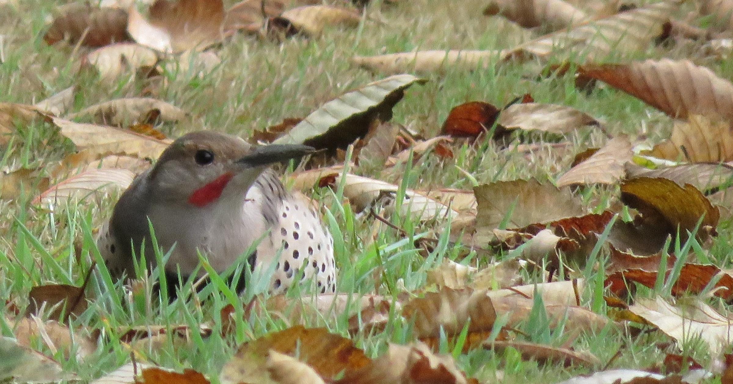 Cool Critters: The ‘peeyer!’ call of flickers in the fall