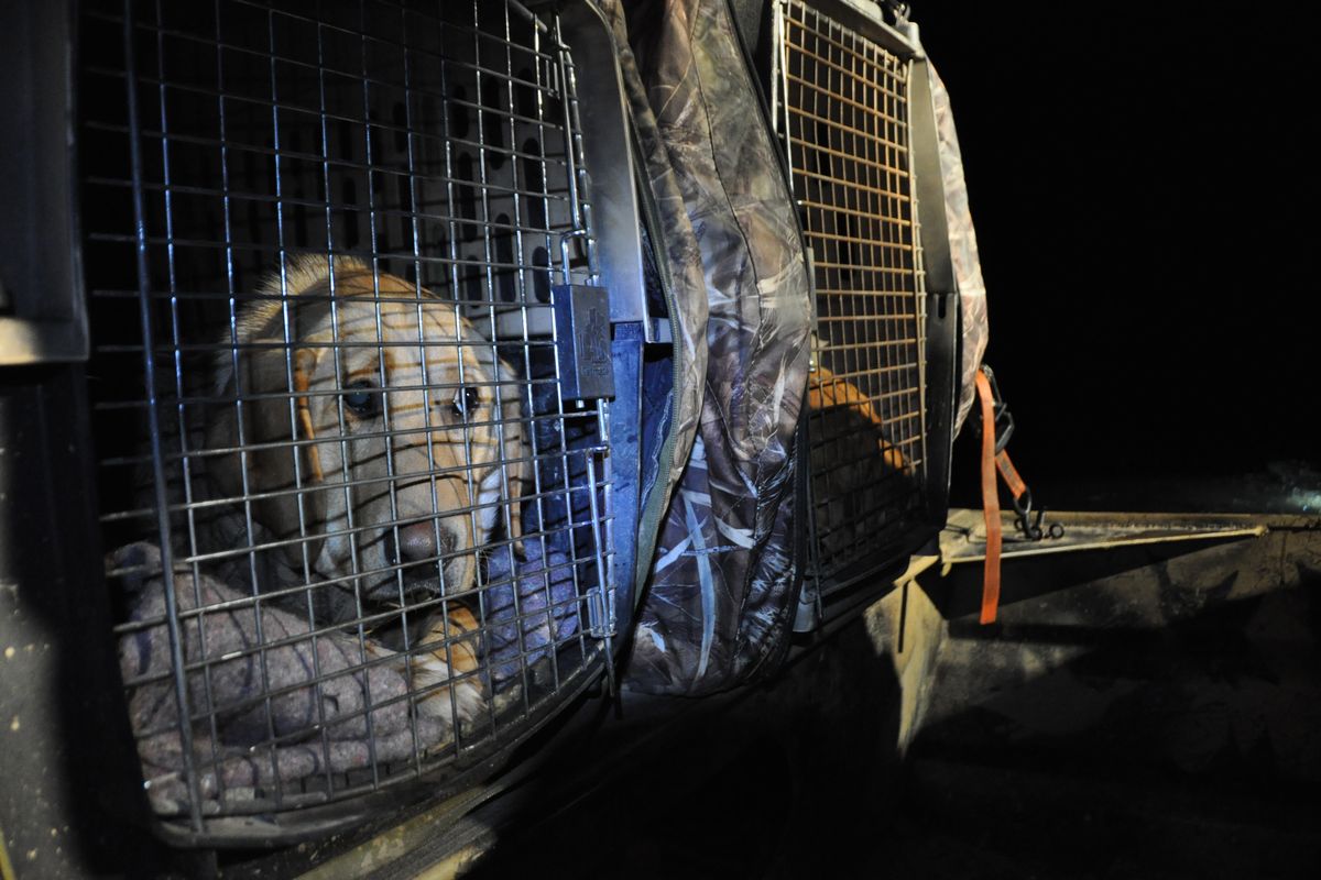 Two yellow Labs -- Riley at left and Gunner -- wait aboard the air boat in the pre-dawn darkness while hunters set out decoys near the lower Coeur d