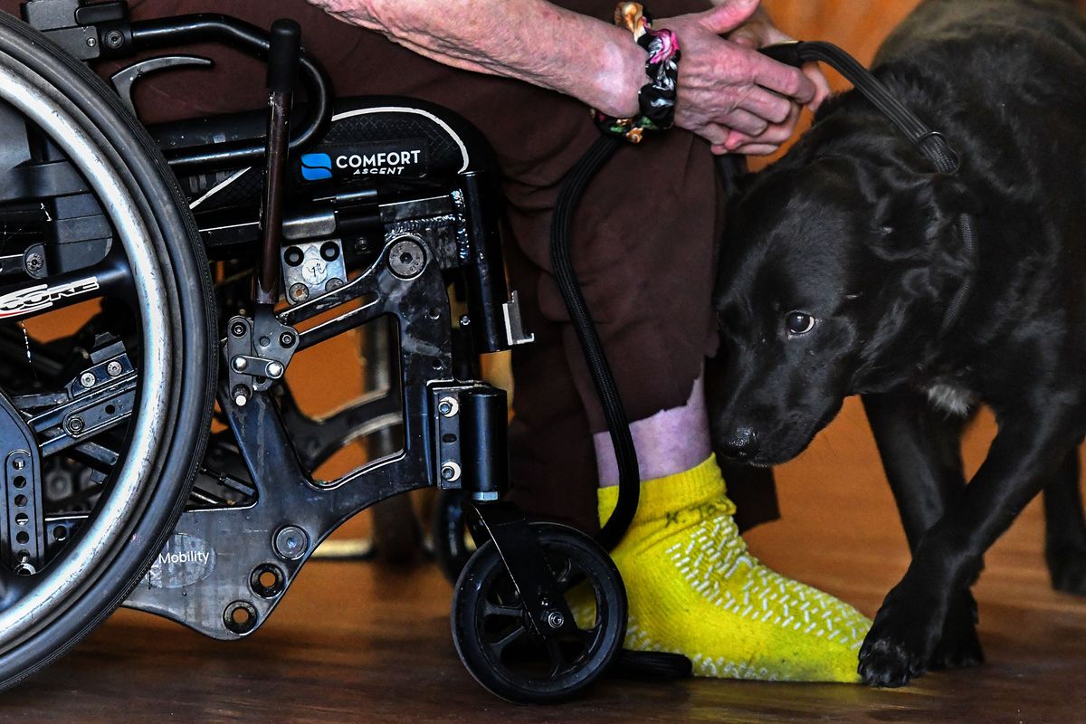 Seven-year-old Cyrus snuggles up to Kathleen Taylor, a Sullivan Park Care Center skilled nursing facility resident, on Jan. 4. The facility is partnered with SpokAnimal to care for and foster senior dogs through their Hearts and Paws program.  (KATHY PLONKA/THE SPOKESMAN-REVIE)