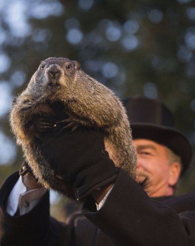 Handler John Griffiths holds up Punxsutawney Phil during the annual celebration of Groundhog Day on Gobbler's Knob in Punxsutawney, Pa., today. The handlers say the furry rodent failed to see his shadow at dawn Tuesday, meaning he 