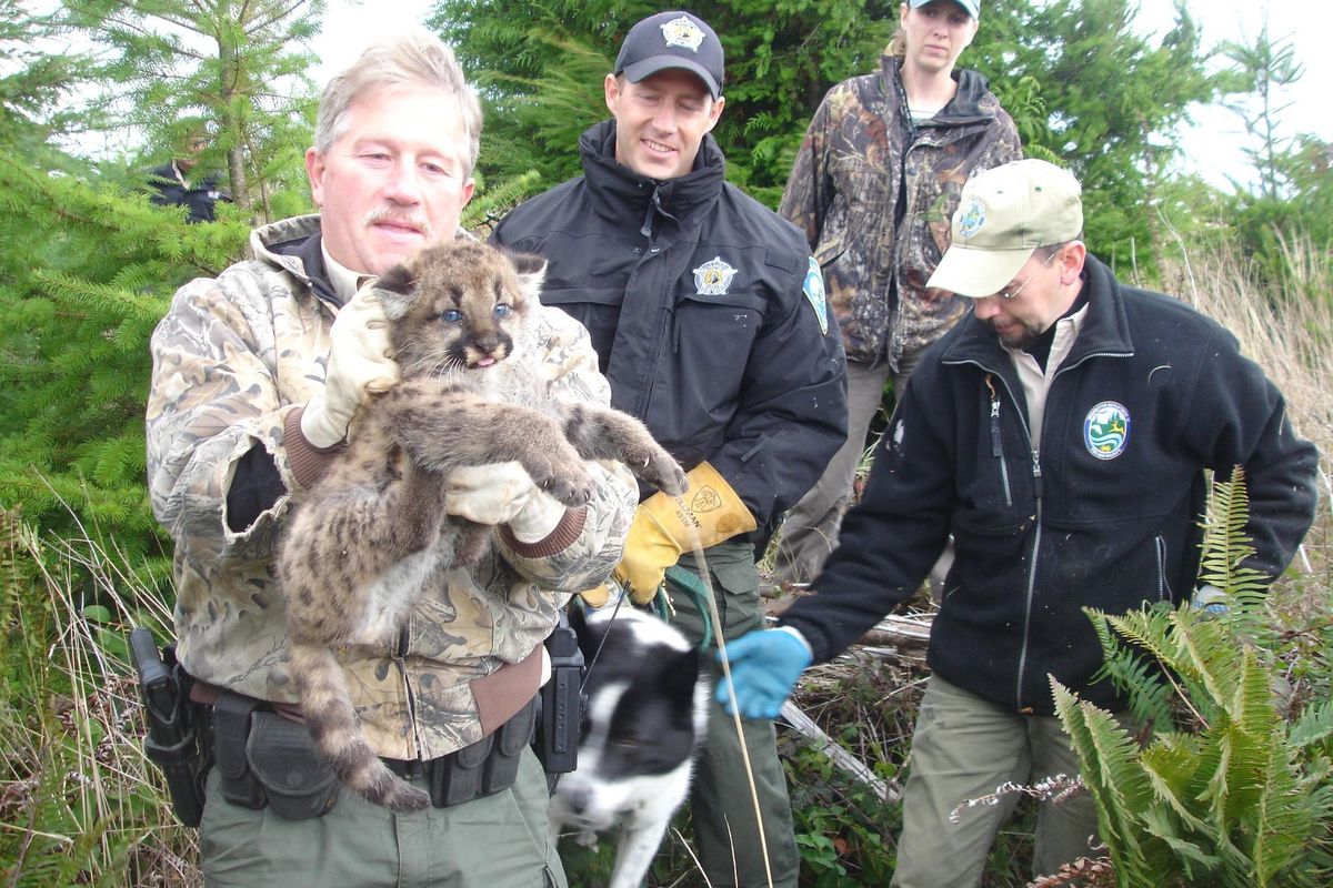 An orphaned cougar kitten was found by Mishka, a Karelian bear dog that worked for the Washington Department of Fish and Wildlife. (COURTESY / COURTESY)