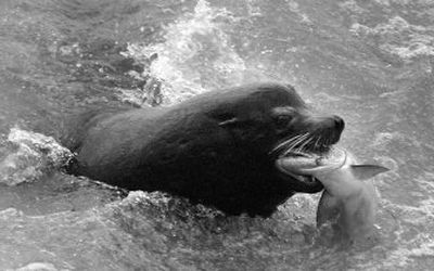 
A sea lion catches an endangered chinook salmon migrating up the Columbia River just below the spillway at Bonneville Dam in April. The predators ate a record number of salmon as wildlife officials sought Congressional approval to kill up to 80 sea lions a year to protect the salmon. 
 (Associated Press / The Spokesman-Review)