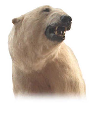 
From the Davenport Hotel to Cabela's, Lewey Lorenzen's 10-foot-tall mounted polar bear lives on. The new Cabela's store in Post Falls may be the next viewing location for the bear.
 (File / The Spokesman-Review)