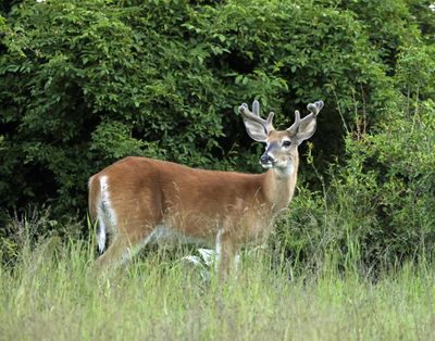 A white-tailed buck surveys its domain at Farragut Naval Park in Idaho in this June 10 photo by Jerry Rolwes.  (Courtesy of Jerry Rolwes)