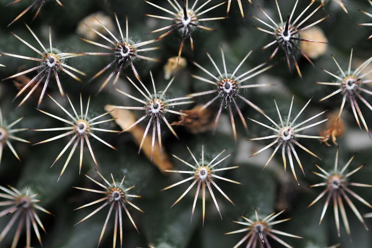 A Mammillaria Cactus is on display at the Manito Park Gaiser Conservatory in 2010. (Dan Pelle / The Spokesman-Review)