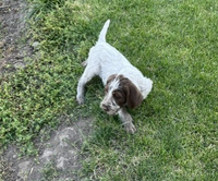 AKC Wirehaired Pointing Griffon Puppies