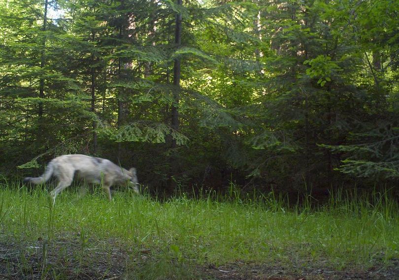 This Smackout Pack gray wolf image was snapped in northeastern Washington by a Washington Department of Fish and Wildlife motion-triggered research camera in June 2011. (COURTESY PHOTO / Courtesy)