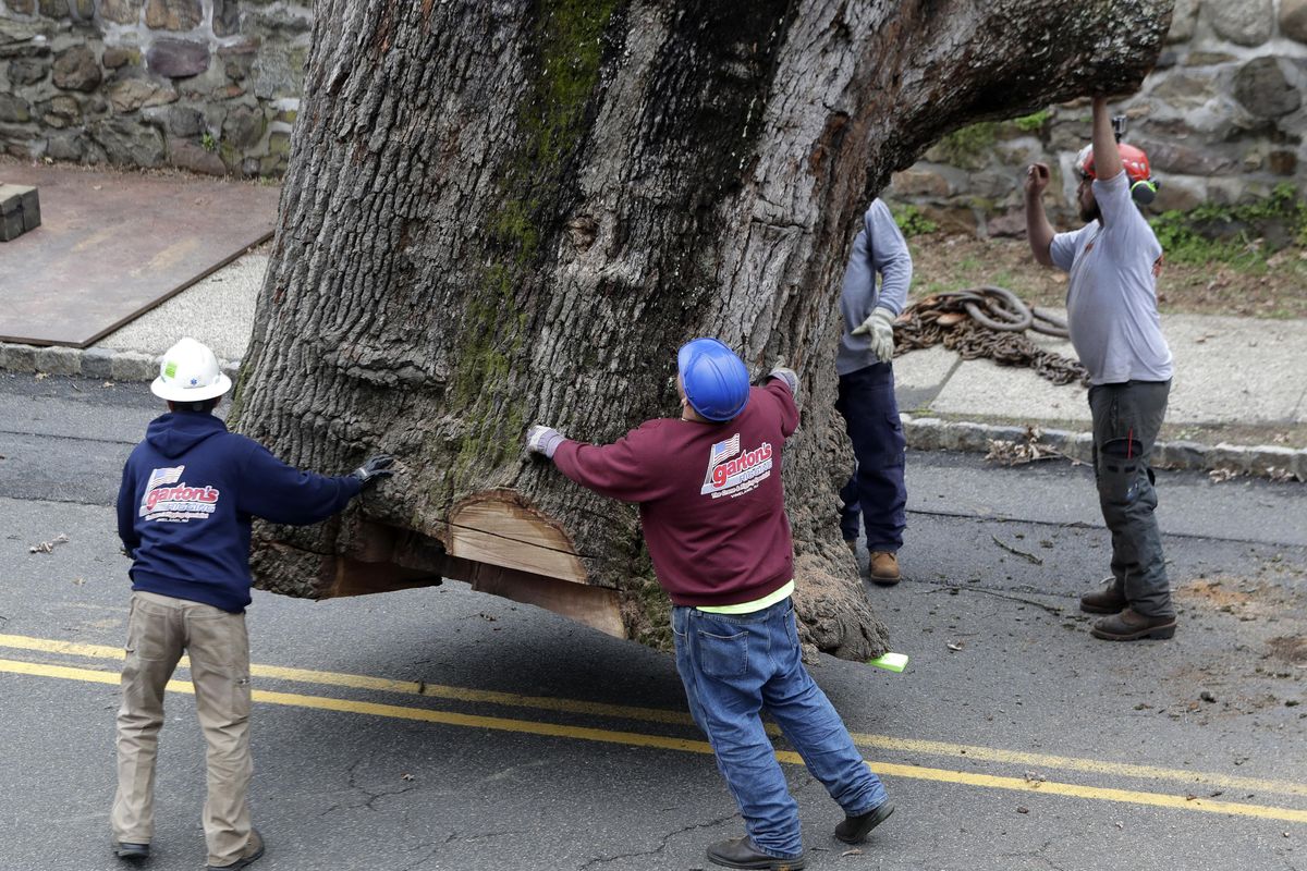 Crews guide the trunk of a 600-year-old oak tree as it is moved by a crane during its removal Wednesday, April 26, 2017, in Bernards, N.J. (Julio Cortez / Associated Press)