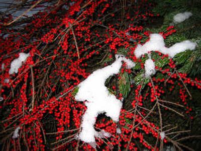 
A prime example of cotoneaster's winter color can be found in Manito Park. This is a rock cotoneaster (C. horizontalis). Special to 
 (SUSAN MULVIHILL Special to / The Spokesman-Review)