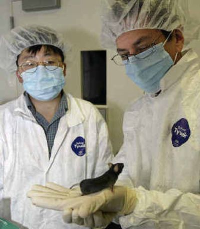 
A researcher holds a genetically engineered mouse in a laboratory at the The Salk Institute for Biological Studies in San Diego on Monday.  
 (Associated Press / The Spokesman-Review)
