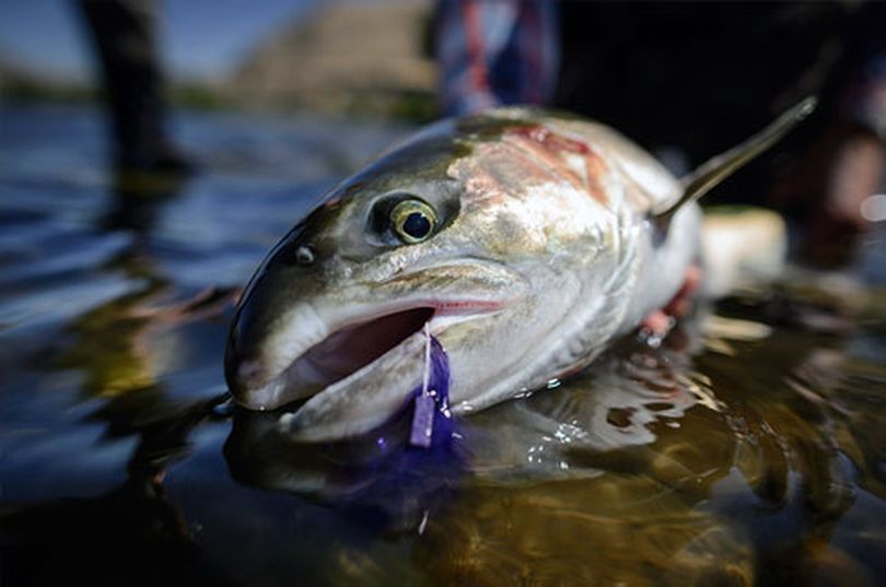 Steelhead caught on a fly. (Michael Visintainer)