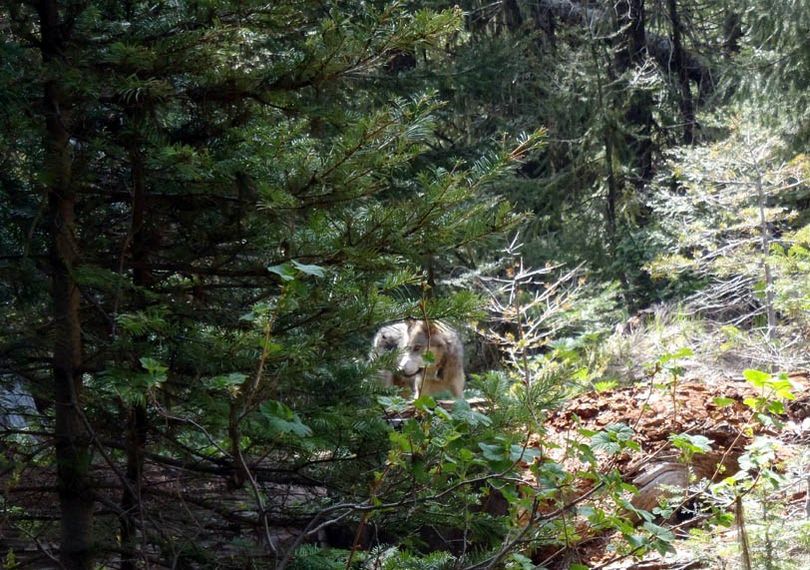 Radio-collared wolf from Washington's Teanaway Pack. (Washington Department of Fish and Wildlife)