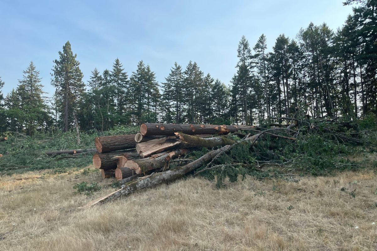 A collection of trees cut down on the property owned by the Eugene Water &amp; Electric Board to make room for new water reservoirs.  (Louis Krauss/The Register-Guard)