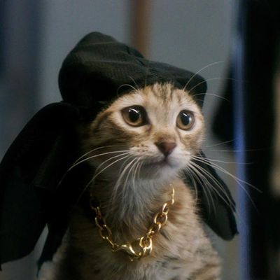 One of the seven kittens who portrayed the title role in 