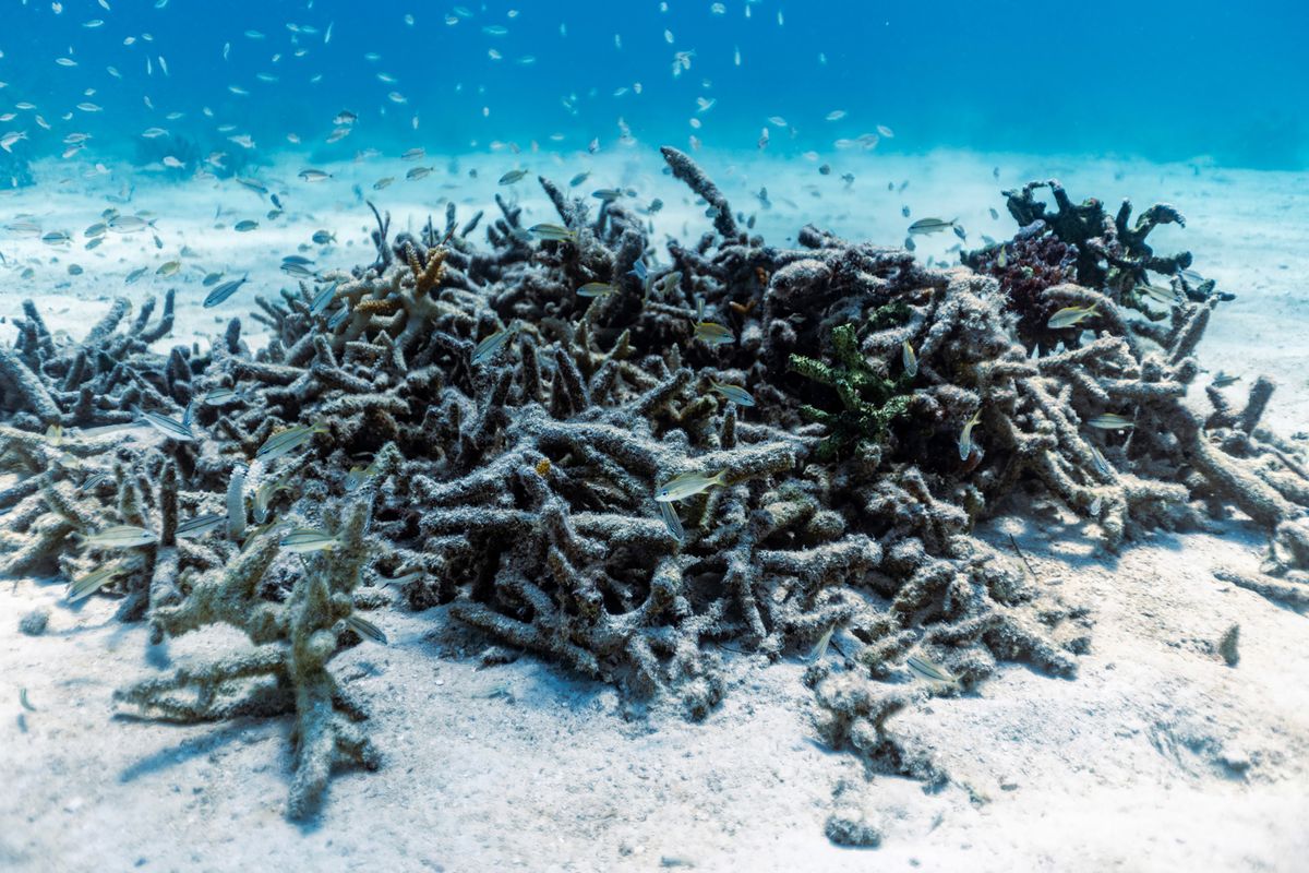 Dead coral sit in a pile near Paradise Reef nursery during an August 2023 Rescue a Reef coral restoration dive out of Diver’s Paradise dive shop at Crandon Marina in Key Biscayne, Fla. (D.A. Varela/MIAMI HERALD/TNS)