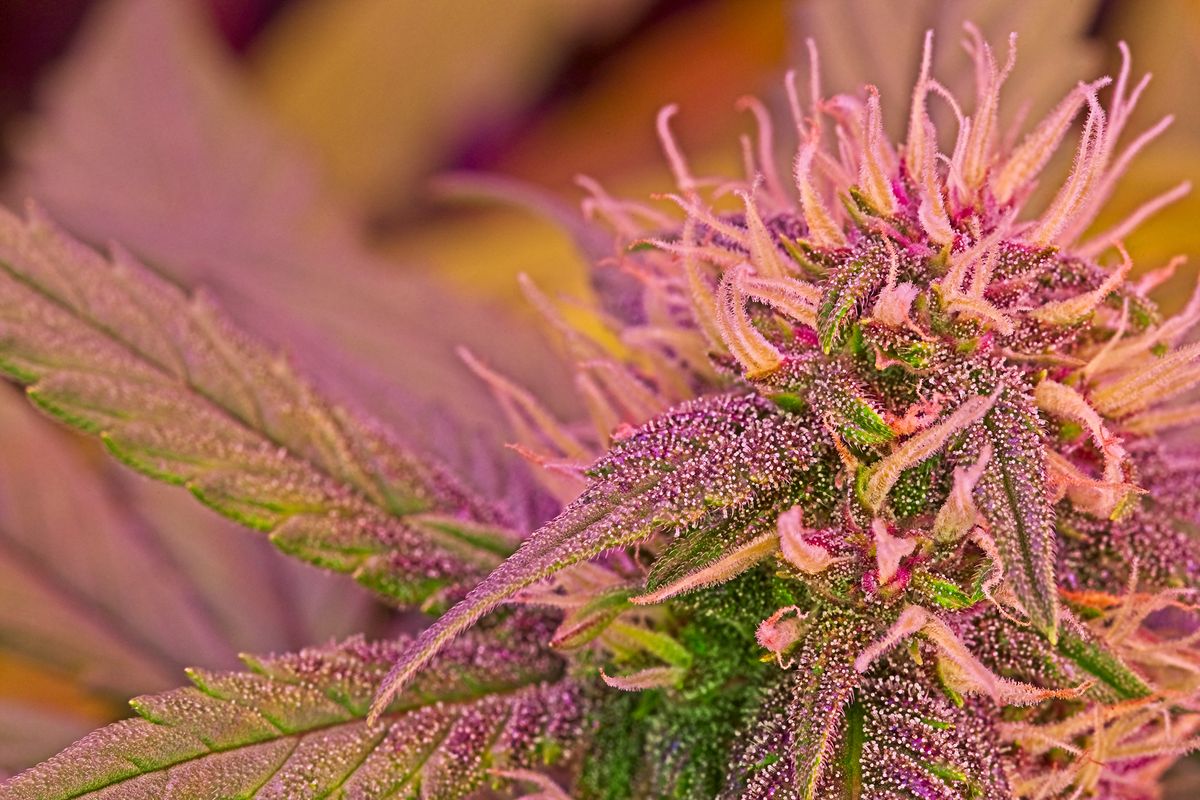 Pink Cannabis Is A Real Thing And It's Gorgeous
