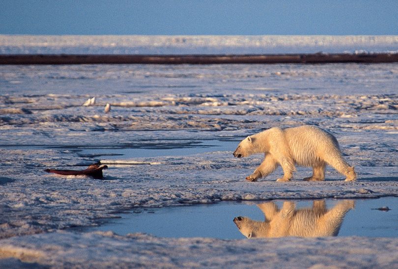This undated file photo shows a polar bear in the Arctic National Wildlife Refuge in Alaska. (Associated Press)