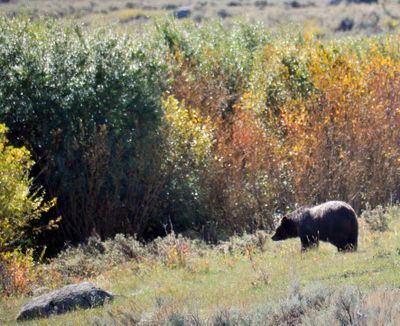 A grizzly bear is shown in Yellowstone National Park in 2013. Idaho officials have threatened to sue federal officials to delist the bears from the Endangered Species Act.  (By RICH LANDERS/The Spokesman-Review)