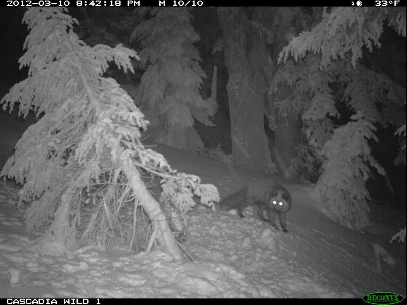 A fox -- thought to be a Sierra Nevada red fox - was photographed by motion-detecting infrared camera in the Mount Hood National Forest. The Sierra Nevada red fox  hasn't been found in Oregon in decades. The identity of the fox has not been confirmed by wildlife authorities. (Cascadia Wild)