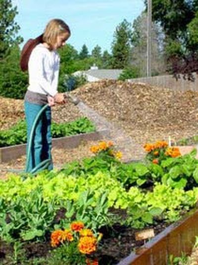 Kalyn Sande water flowers at the Pumpkin Patch, a community garden in the Millwood area.  (Renee Sande / Down to Earth NW Correspondent)
