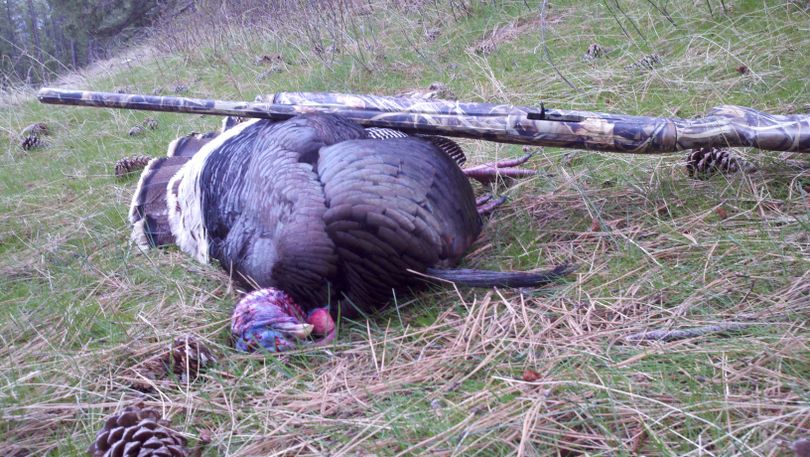 Wild turkey gobbler bagged on opening day. (Rich Landers)