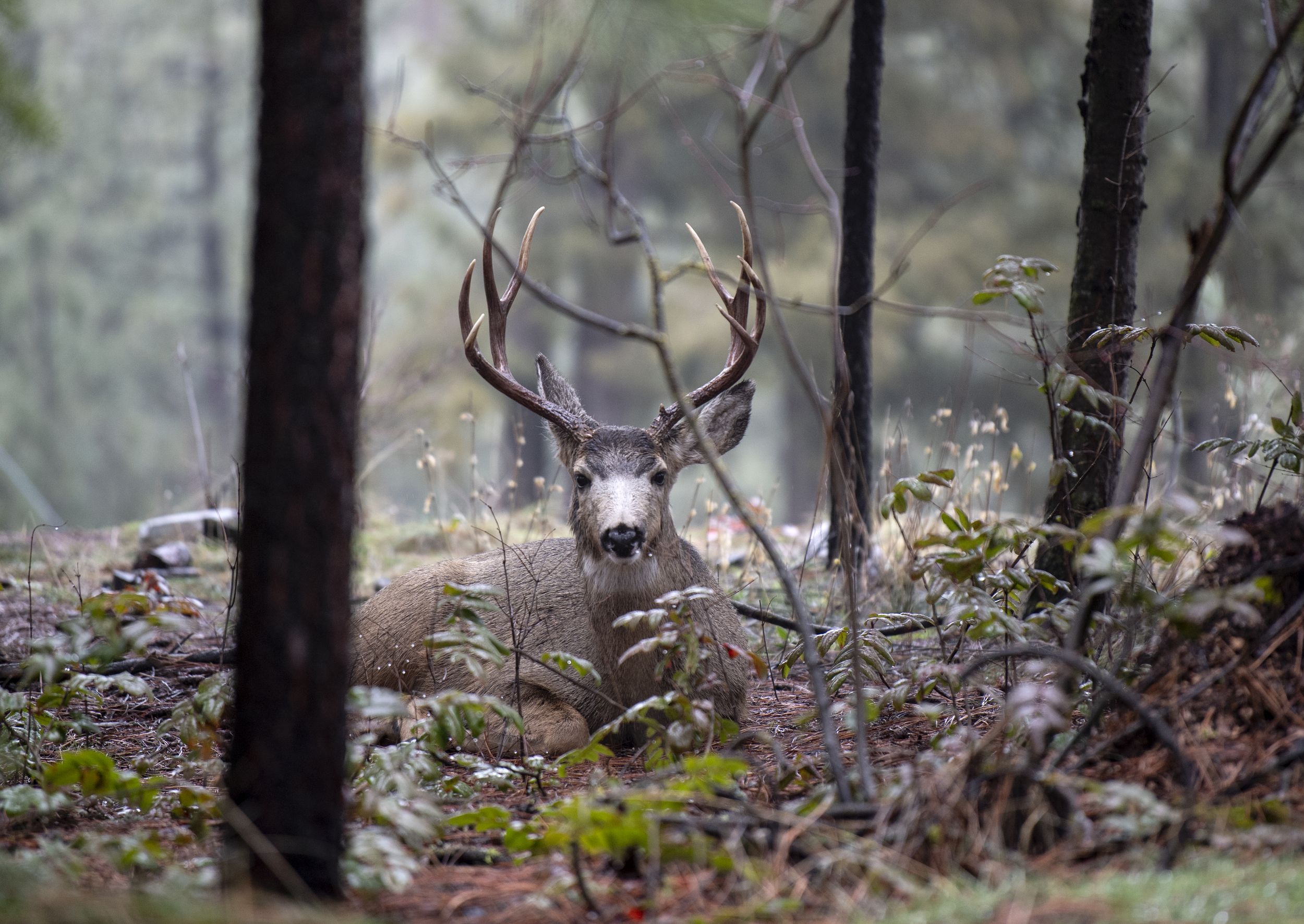 Field reports WDFW seeks information on mule deer poaching case The