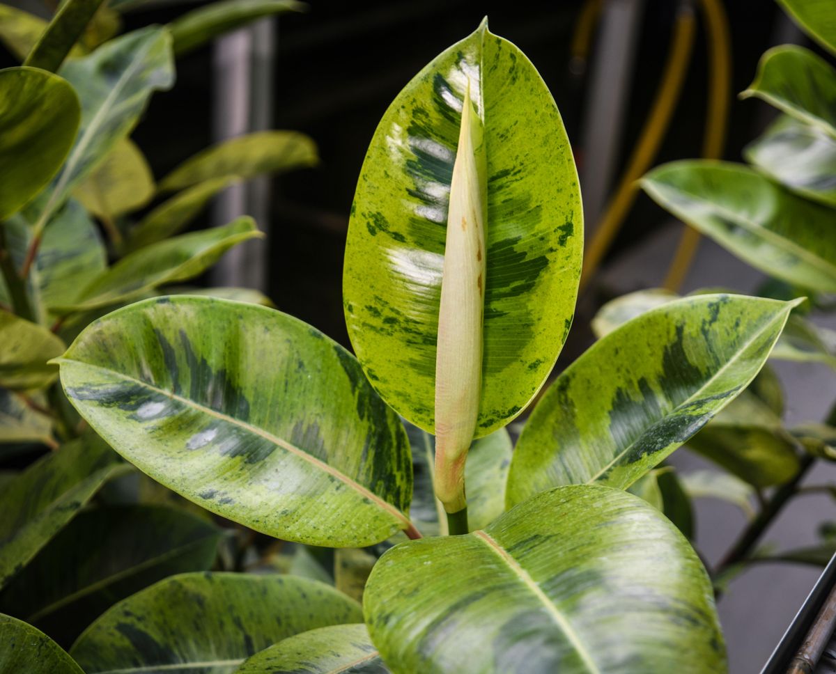 A rubber plant at the Gaiser Conservatory in Manito Park. (Dan Pelle / The Spokesman-Review)
