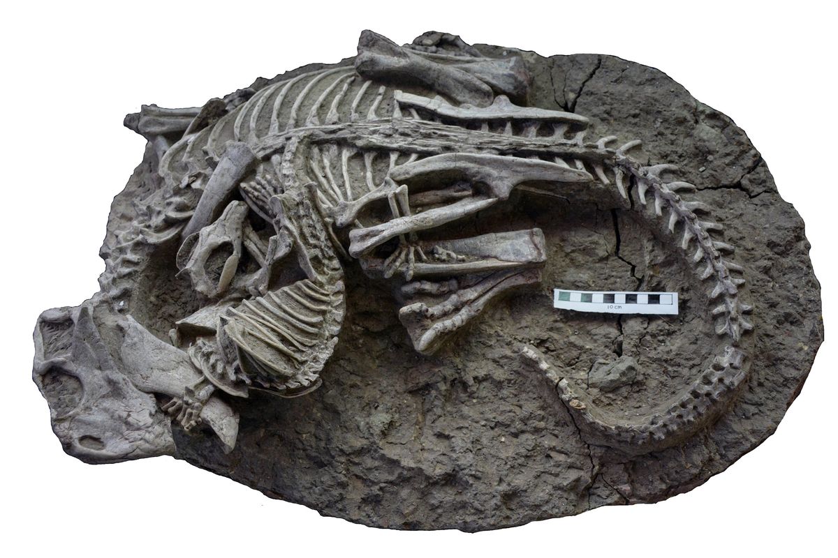 A photo provided by Gang Han shows a fossil found in 2012 in the Chinese province of Liaoning, which appears to show a Psittacosaurus, a plant-eating Triceratops relative, entangled with a Repenomamus, a smaller mammal.  (Gang Han via/New York Times)