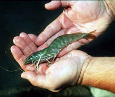 
A seven-inch shrimp is shown at Gary Wood's shrimp farm near Gila Bend, Ariz. When Wood opened a shrimp farm in the desert nine years ago, people told him it wouldn't work. Today, Wood has partly proved his early critics wrong. Consumers have touted the desert-raised shrimp's flavor and freshness while scientists have commended the farm for practices friendly to the environment
 (Associated Press / The Spokesman-Review)