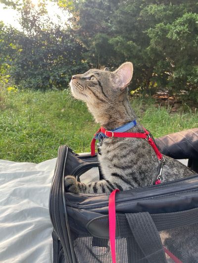 Colleen Grablick’s cat, Mouse, during a leashed visit to a park.  (Courtesy of Colleen Grablick)