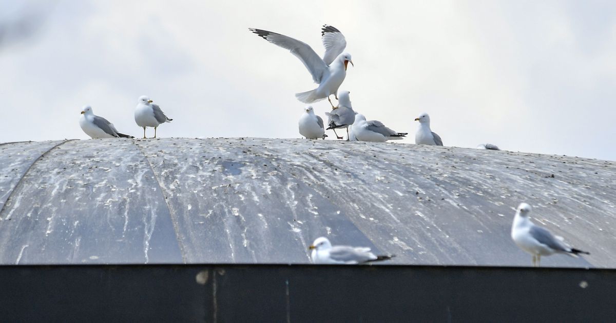 Gulls find a favorite Spokane hangout: the roof of Riverfront