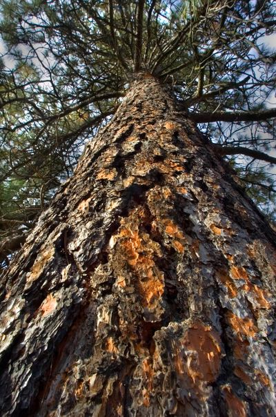 Sap helps move nutrients from the roots of a tree up to the very top, much like blood moves nutrients throughout human bodies.  (The Spokesman-Review)