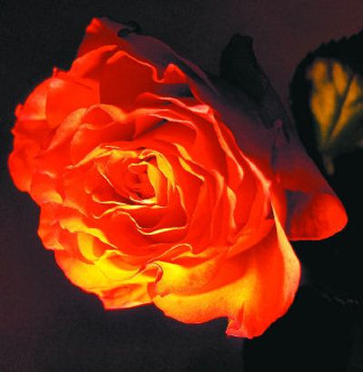 
Bare root roses require special care but give gardeners something to do in late winter.
 (sxc.hu / The Spokesman-Review)