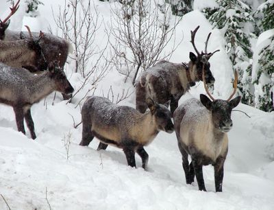 This 2005 photo  shows part of the southern Selkirk caribou herd moving north through the Selkirk Mountains about three miles north of the Washington border.  (File Associated Press / The Spokesman-Review)