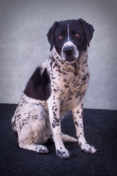 <!-- Feature Creature  --> (Photo courtesy of Karen Fosberg)